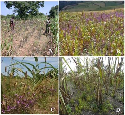 Genetic resources and breeding of maize for Striga resistance: a review